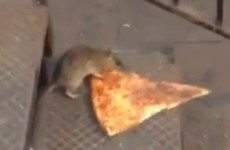 'It's like the Burning Man of rats': Have you heard about the rat crisis in New York?
