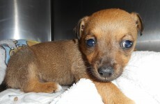 This puppy had to be put down after it was beaten by schoolboys