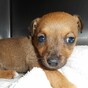 This puppy had to be put down after it was beaten by schoolboys