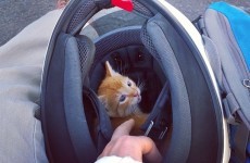 This motorcylist stopped to save a kitten stuck in the middle of a busy road