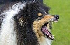 8-year-old boy seriously injured following attack by dog