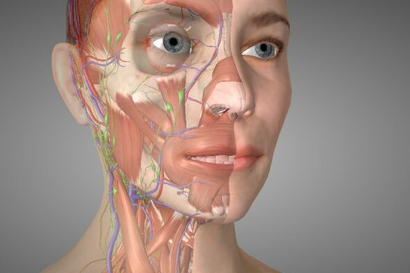 Essential anatomy