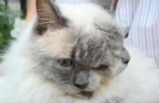 Video: Two-faced cat sets record