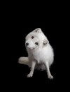 Stunning portraits taken of the world's endangered animals - before they disappear