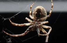 Ten thousand spiders have have set up webbed camp on a bridge in Ohio