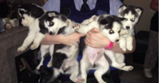 Gardaí returned this bundle of stolen puppies to its rightful owner