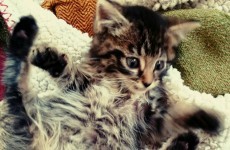 A tiny kitten whose tail was skinned off has made a miraculous recovery and has a new home