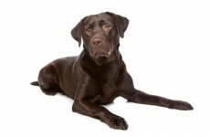 A dog named Trigger accidentally shot his owner