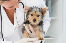 I spent five long years studying to be a vet and I'm up against JobBridge ads paying €50 a week