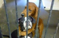 Remember these hugging dogs? They finally have a new home