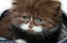 Youths in Ballymun attempt to set fire to four kittens