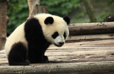 This scientist would happily kick a panda to death... but only to save another species