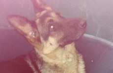17 dogs, including 10 puppies, rescued from cramped cages at Rosslare Harbour