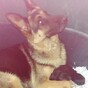 17 dogs, including 10 puppies, rescued from cramped cages at Rosslare Harbour