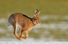 Nine people arrested after gardaí bust illegal hare coursing
