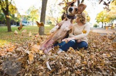 A dog photobombed his owners' engagement photos and it was utterly priceless