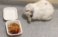 UPDATE: Gardaí in Galway took in a lost rabbit, and bought it some salad
