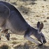 Cars in Australia will soon be able to detect oncoming kangaroos