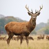 Concern over plan to kill deer blamed for Killarney car accidents