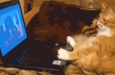 14 cat gifs that will make you laugh every time