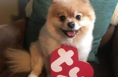 People are dressing their pets up as real life Beanie Babies and it's adorable