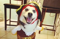 19 things that will make you smile instantly