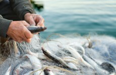 Fisherman says the state confiscated his fish, then sold it themselves