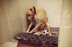 This heartbreaking photo of an 'abandoned' dog will melt your heart