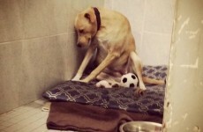This heartbreaking photo of an ‘abandoned’ dog will melt your heart