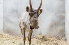 Half the population of this endangered antelope has died off in a two-week period