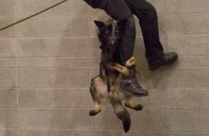 This police dog hanging on for dear life in training is going viral