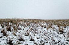There are 550 sheep in this mind-bending picture of a snowy field