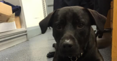 Gardaí have taken in this dog and named him Riggs - but they want to find his owner