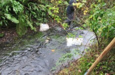 Bag of dead puppies found dumped in Meath stream