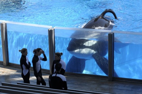 Killer whale Tilikum - featured heavily in the 2013 documentary 'Blackfish' - pictured at SeaWorld in Orlando. 