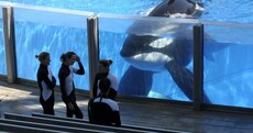SeaWorld to phase out killer whale shows as protests grow