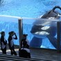 SeaWorld to phase out killer whale shows as protests grow