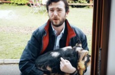 Republic of Telly has ripped the piss out of THAT Vodafone pig ad
