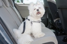 NCT inspector apparently refused to test car because there were dog hairs in it