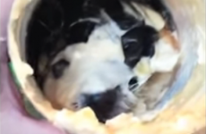 This puppy with its head stuck in a mayonnaise jar is all of us