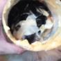 This puppy with its head stuck in a mayonnaise jar is all of us