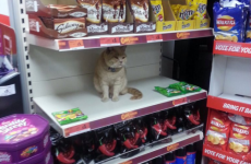 Here's what went viral today: Wednesday