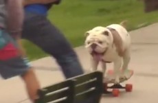 Take a break and watch a bulldog on a skateboard set a new world record