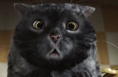 This calamity-prone cat has been a hit with viewers in the battle of the Christmas ads