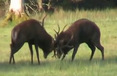 Deer from Kerry roaming freely in the Phoenix Park? It's not a good idea