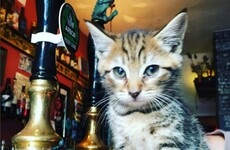 Here's what it's like inside the world's first 'cat pub'