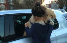 19 photos that will give dog-lovers all the feels