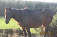 Man fined €500 for causing unnecessary suffering to 11 horses - four had to be put down