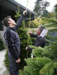 Christmas trees are going to make Ireland €21m this year