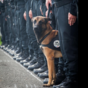 People have been honouring the police dog killed in yesterday's Paris raid